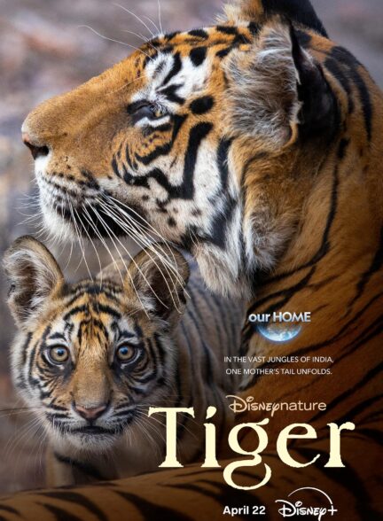 دانلود مستند ببر Tiger 2024