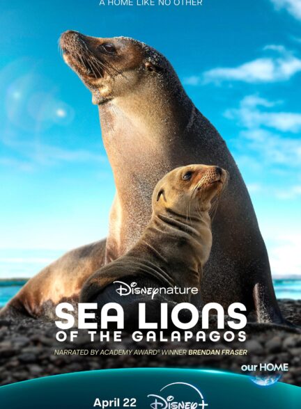 دانلود مستند شیرهای دریایی گالاپاگوس Sea Lions of the Galapagos 2025