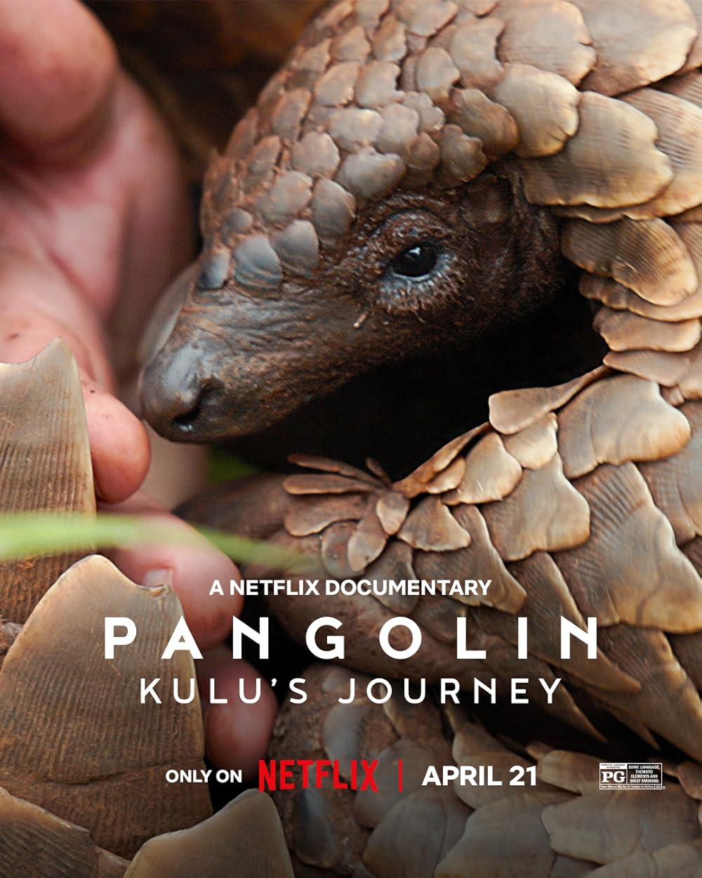 دانلود مستند سفر پنگولینی به اسم کولو Pangolin: Kulus Journey 2025