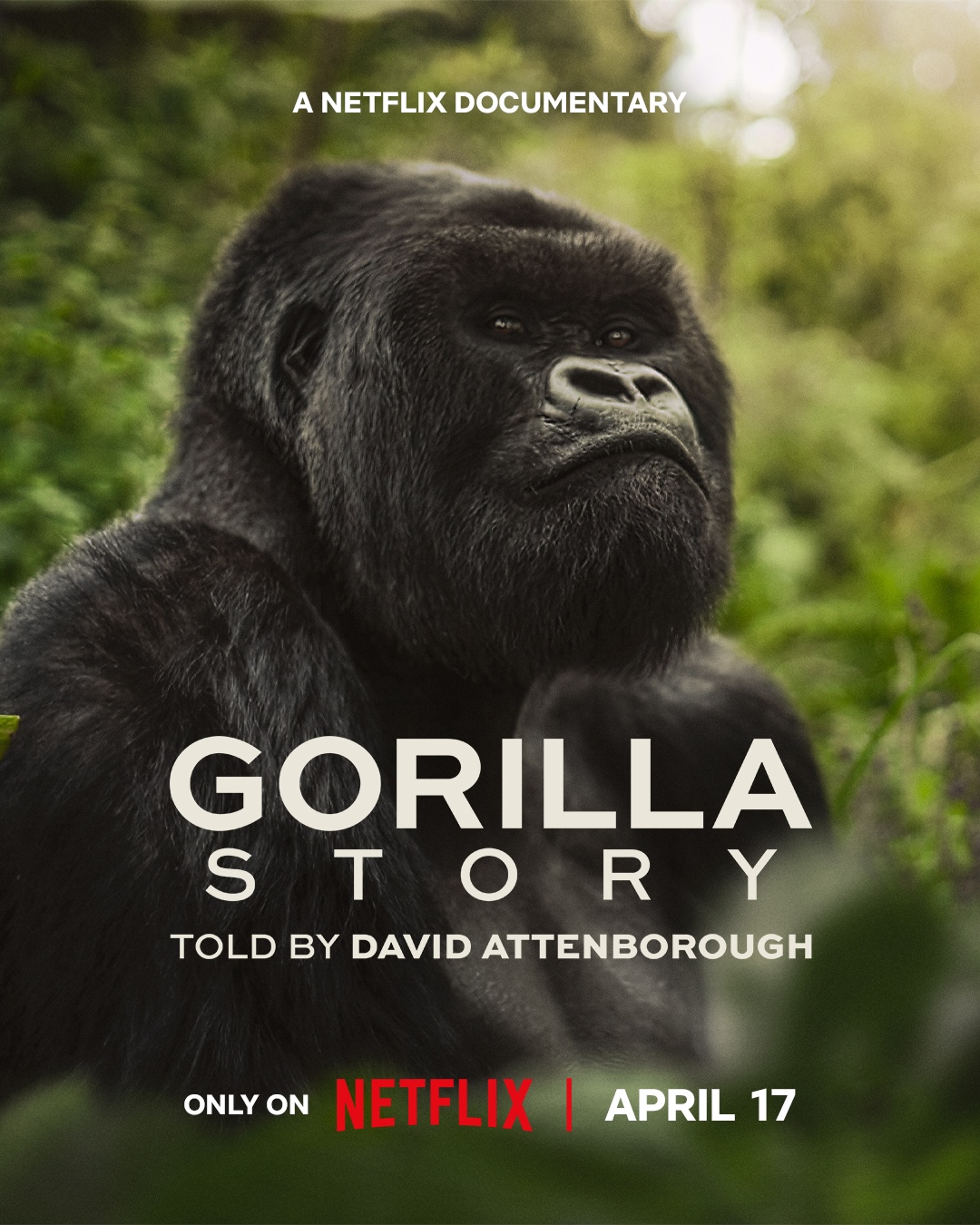 دانلود فیلم داستان یک گوریل 2026 A Gorilla Story: Told by David Attenborough